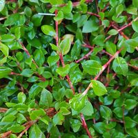 Persicaria vaccinifolia 